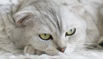 爱游戏app下载-中国足球职业俱乐部强化教练团队梯队构建，足球队教练组架构