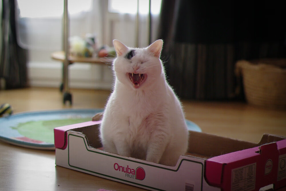 爱游戏官方网站-_传统体育文化节：弘扬民族体育精神_，弘扬中华民族传统体育文化